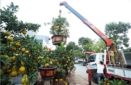 Rực rỡ chợ hoa Xuân Kỷ Hợi 2019