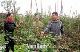 Đưa hồng cổ Sa Pa về trồng, dân làng thu hàng trăm triệu đồng mỗi năm 
