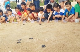 Phục hồi quần thể các loài rùa nguy cấp ở Việt Nam