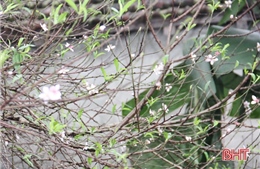 Làng hoa đào ở Cẩm Xuyên rộn ràng vào Tết