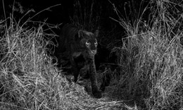 Phát hiện loài báo đen châu Phi quý hiếm