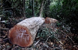 Đắk Nông: Phát hiện, tạm giữ 32m3 gỗ khai thác trái phép tại huyện Tuy Đức