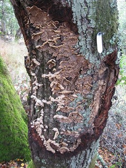 Nguy cơ một loài nấm có khả năng huỷ diệt nhiều cánh rừng ở Pháp