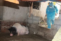 Huyện Lộc Bình, tỉnh Lạng Sơn công bố dịch tả lợn châu Phi 