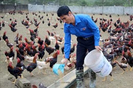 Nam thanh niên vùng cao làm giàu nhờ nuôi gà sạch theo tiêu chuẩn VietGAP