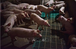 Trung Quốc phân lập thành công chủng vi-rút dịch tả lợn châu Phi