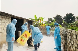 Dịch tả lợn châu Phi lan rộng ở thành phố Uông Bí và thị xã Đông Triều