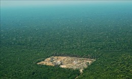 Amazon mất 30 triệu ha rừng nguyên sinh trong 17 năm