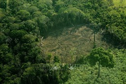 Brazil: Hơn 8.500 ha rừng bị chặt phá chỉ trong 2 tháng đầu năm