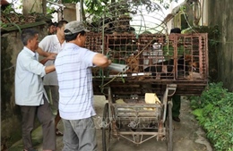 Đàn chó cắn chết bé trai ở Hưng Yên từng tấn công nhiều người và vật nuôi