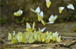  Đẹp ngỡ ngàng mùa bướm rừng Cúc Phương