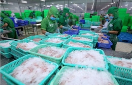 Giữ vững vị thế sản phẩm chủ lực cho cá tra Việt Nam