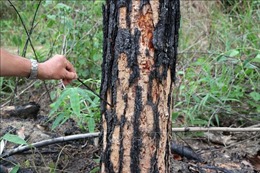 Hạ độc cả cánh rừng thông gần 20 năm tuổi, hàng ngàn cây thông chết đứng