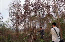 Vụ hàng ngàn cây thông rừng ở Lâm Đồng bị hạ độc: Chủ rừng đơn độc, chính quyền &#39;kêu khó&#39;