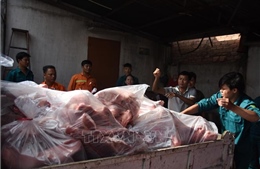 Tiêu hủy hơn bốn tấn thịt lợn nhiễm dịch tả lợn châu Phi