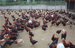 Chăn nuôi gà sạch thả đồi cho hiệu quả kinh tế cao ở Thanh Hóa