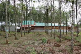 Hàng loạt nhà 300 - 400m2 xây bất thường trên đất sắp thu hồi tại Đắk Nông 