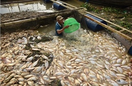 Gần 1.000 tấn cá bè chết trên sông La Ngà là do thay đổi môi trường nước đột ngột