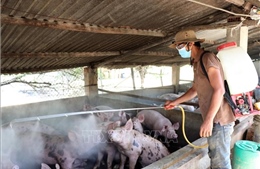 Các địa phương dồn sức phòng chống dịch tả lợn châu Phi