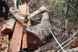 Bắt khẩn cấp 2 đối tượng khai thác gỗ trái phép
