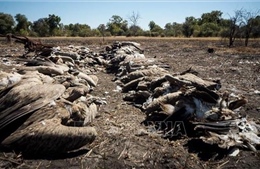 Trên 500 con kền kền quý hiếm bị chết do toán săn voi hạ độc 