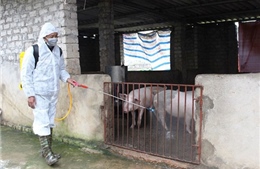 Long An xảy ra 19 ổ dịch tả lợn châu Phi