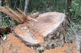 Xử lý nghiêm vụ khai thác trái phép gỗ Du Sam trong Khu Bảo tồn thiên nhiên Nam Nung