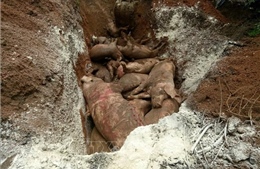  Tiêu hủy hơn 8 tấn lợn bị dịch tả châu Phi ở Bình Phước