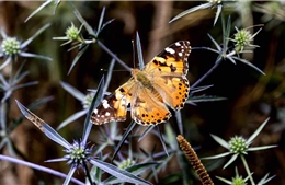 Kỳ thú cuộc đại di cư của loài bướm vẽ đến Anh