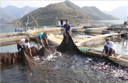 Lai Châu: Huyện Than Uyên đầu tư phát triển kinh tế vùng dân tộc thiểu số