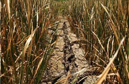 Đắk Lắk thiệt hại hơn 1.000 ha cây trồng do hạn