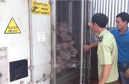 Hai container thịt lợn tại cơ sở làm giò chả bị nhiễm dịch tả châu Phi