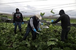 Mỹ đề xuất tăng gấp 3 số thị thực cấp cho cho công nhân nông nghiệp Guatemala