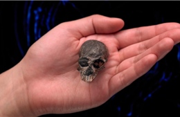 Hóa thạch hộp sọ khỉ cách đây 20 triệu năm tiềm năng hé lộ sự tiến hóa của não người