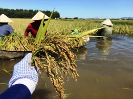 Nông dân Hà Tĩnh ngậm ngùi gặt lúa nảy mầm sau lũ