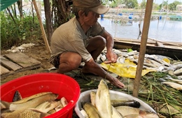 130,8 tấn cá chết trắng sông Đại Giang do thiếu oxy 