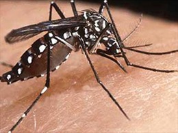 Cứu sống nhiều trẻ em mắc sốt xuất huyết Dengue nặng