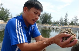 Nuôi ốc hương lãi tiền tỷ ở vùng ven biển Quảng Bình