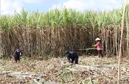 Phát triển nền nông nghiệp bền vững ở Trà Vinh: Bài 1 - Nhiều thách thức