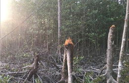 Hạt Kiểm lâm Khu bảo tồn thiên nhiên văn hóa Đồng Nai chặt phá cây rừng