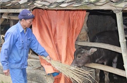 Lạng Sơn chủ động phòng chống rét, sương muối cho gia súc, vật nuôi