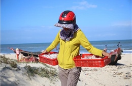 Ngư dân Quảng Trị được mùa cá khoai