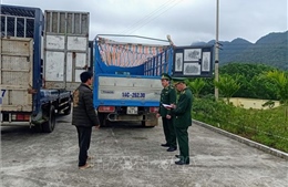 Bắt giữ hai xe tải vận chuyển lợn sang Trung Quốc tiêu thụ