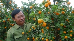 Niềm vui vụ Tết của người trồng quất cảnh ở Thanh Hà 