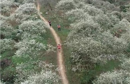Gần 4.300 VĐV sẽ thi chạy qua những thung lũng hoa ở Mộc Châu 