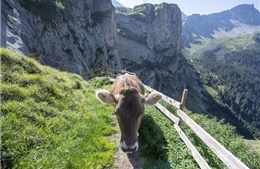Thụy Sỹ phát hiện trường hợp bò điên đầu tiên kể từ năm 2012