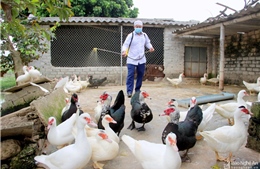 Nghệ An tập trung khống chế dịch cúm H5N6 trên gia cầm