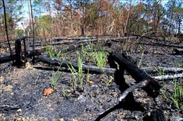 Lâm Đồng sẽ xử lý trách nhiệm người đứng đầu để xảy ra phá rừng