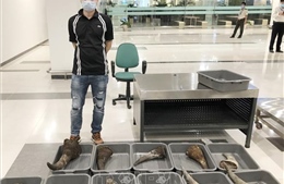 Bắt 28,7 kg nghi sừng tê giác trên chuyến bay từ Hàn Quốc về Việt Nam