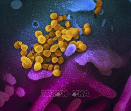 WHO xem xét thư ngỏ của gần 240 nhà khoa học về  virus SARS-CoV-2